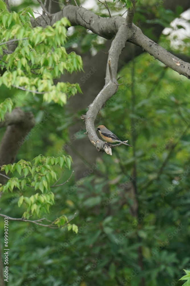 bull headed shrike on the branch bull headed shrike on the branch