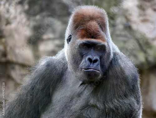 Direct attentive gaze of the dominant male gorilla in state of well-fed rest.