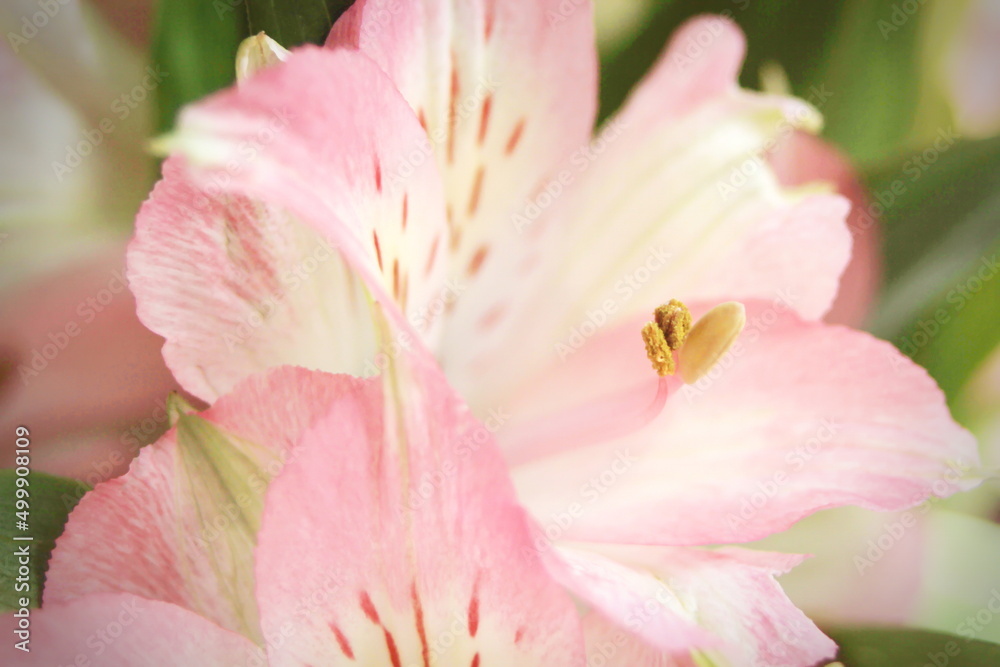 macro photo pollen of pink flowers