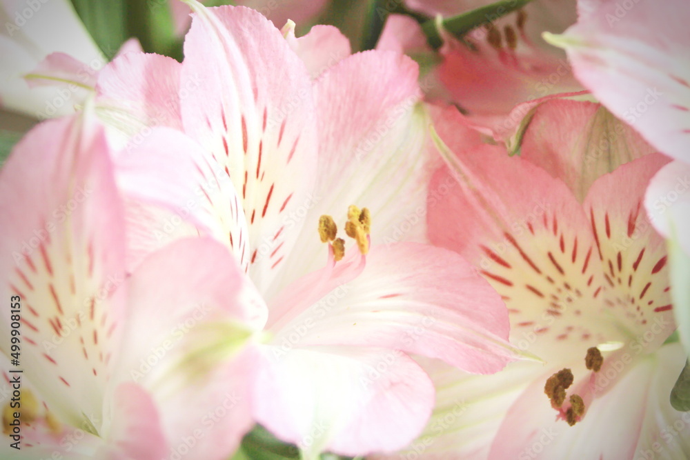 macro photo pollen of pink flowers