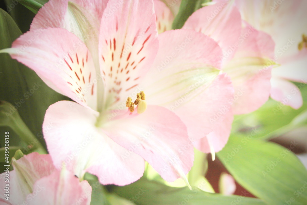 macro photo pollen of pink flowers