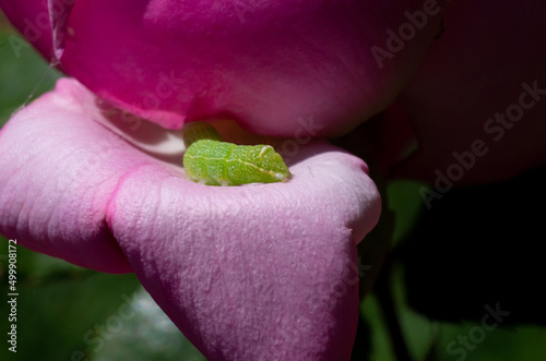 Cabbage Looper Caterpillar on Rose Blossom photo