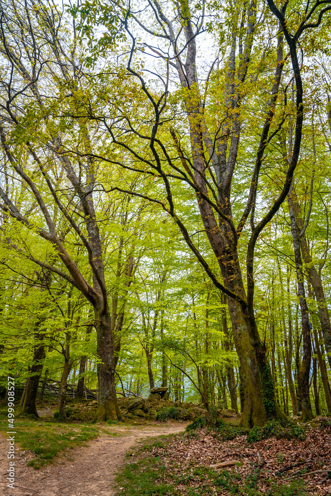 Naklejka premium Path towards a beautiful dolmen in the Basque country next to trees. Errenteria, Gipuzkoa