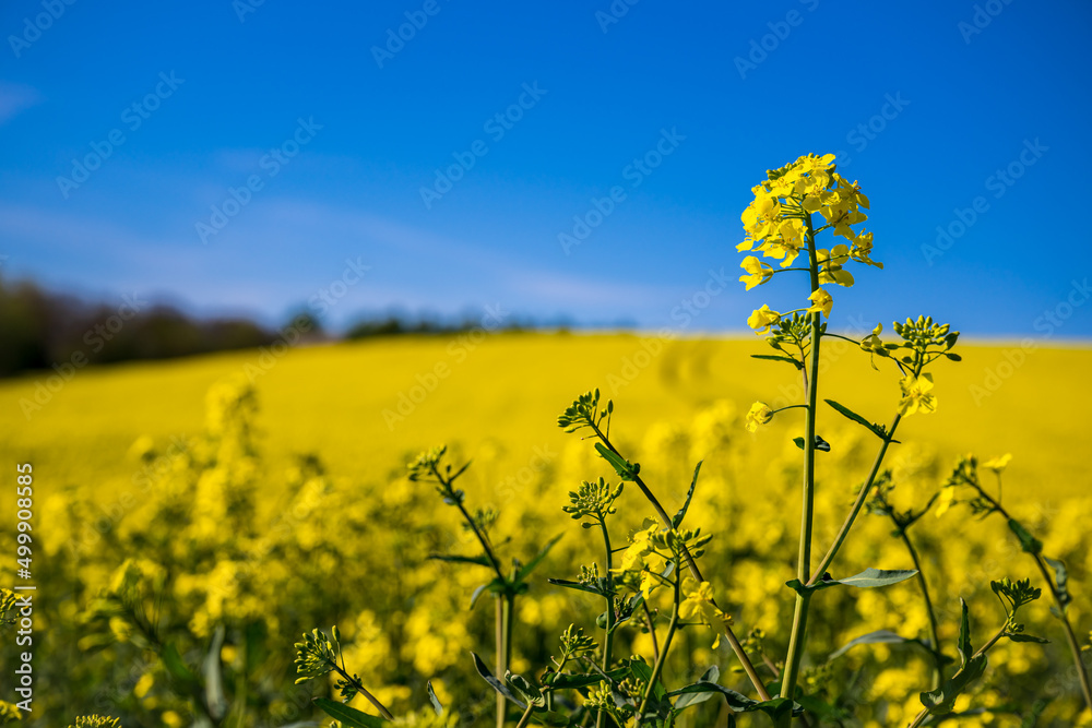 Sommerliches Raps Rapsfeld vor blauem Himmel Sommerliches Raps Rapsfeld vor blauem Himmel