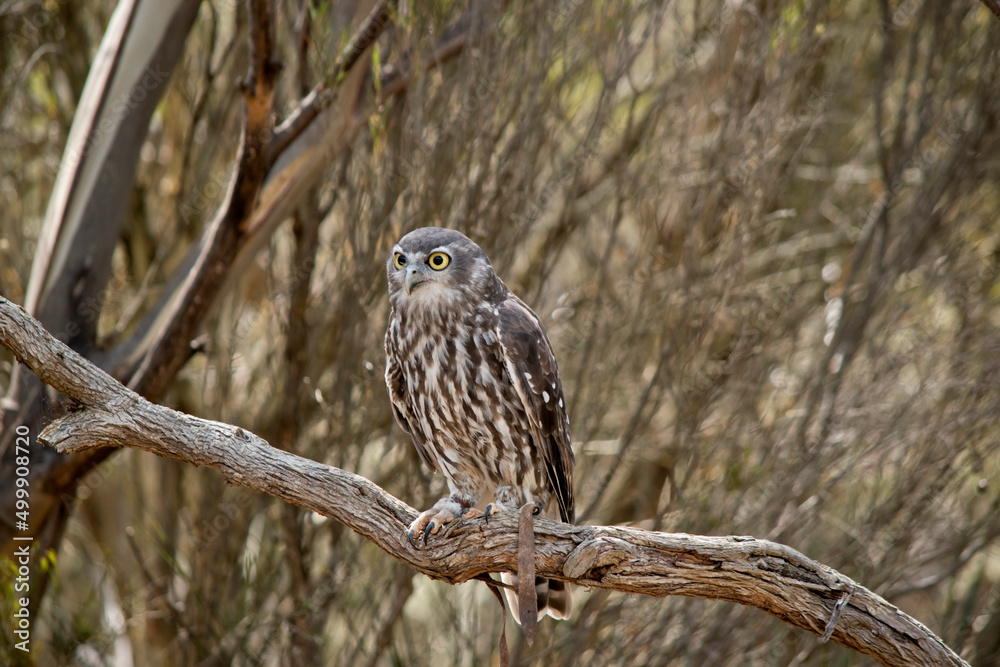 the barking owl has large bright yellow eye surrounded by a black line. his upperparts are brown coarsely spotted white the barking owl has large bright yellow eye surrounded by a black line. his upperparts are brown coarsely spotted white