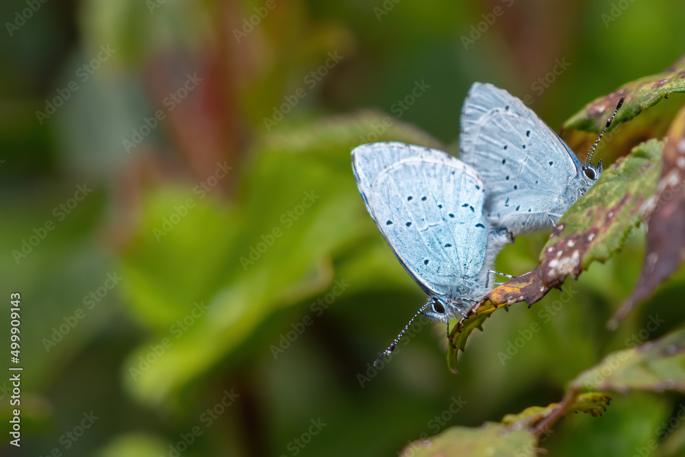 Pair of holly blue butterflies (Celastrina argiolus) mating on a leaf in a UK garden. Pair of holly blue butterflies (Celastrina argiolus) mating on a leaf in a UK garden.