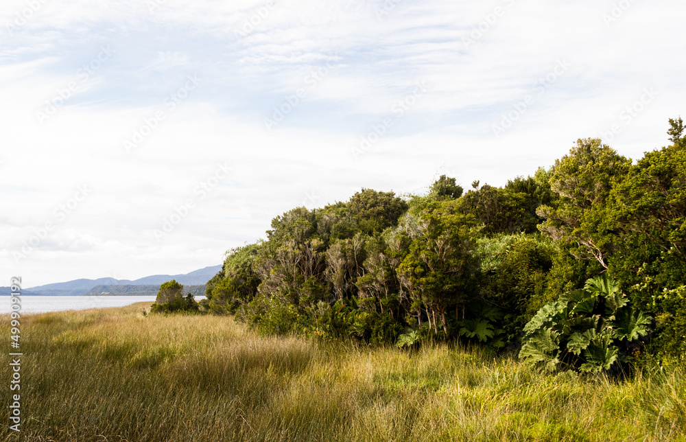 Landscape of the forest in Chiloe National Park