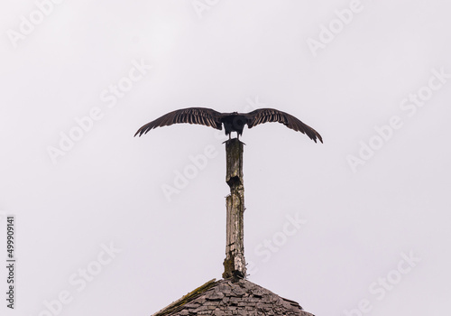 View of a Hawk over a tower 