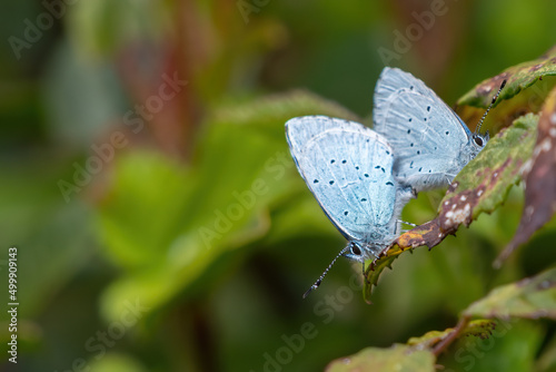 Pair of holly blue butterflies (Celastrina argiolus) mating on a leaf in a UK garden. © Alex Cooper