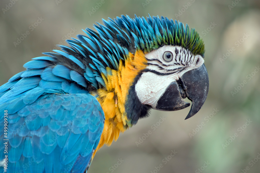 Fototapeta premium a large South American parrot with mostly blue top parts and light orange underparts, with gradient hues of green on top of its head.