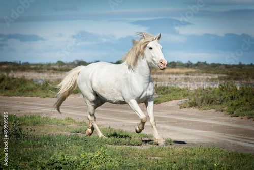 Fototapeta Naklejka Na Ścianę i Meble -  White horses in Camargue