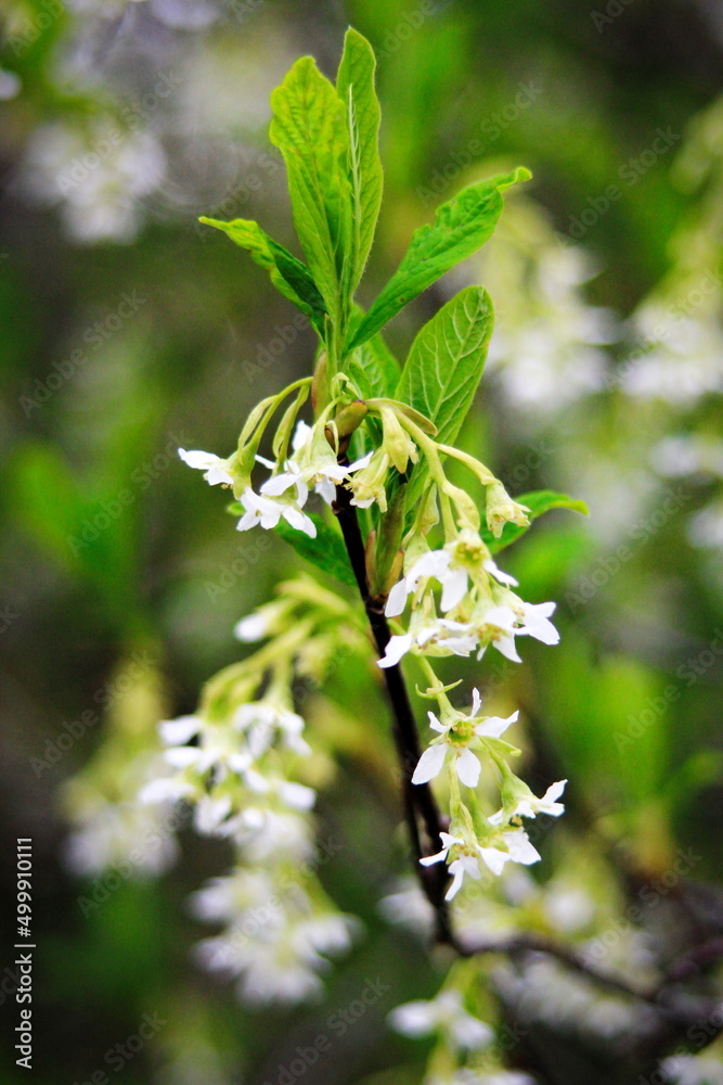 The osoberry or Oemleria cerasiformis is a white-flowering, white-flowered, North American native, spring-blooming tree. The osoberry or Oemleria cerasiformis is a white-flowering, white-flowered, North American native, spring-blooming tree.