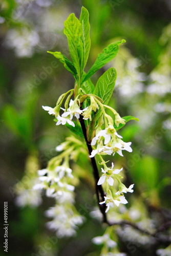 The osoberry or Oemleria cerasiformis is a white-flowering  white-flowered  North American native  spring-blooming tree.