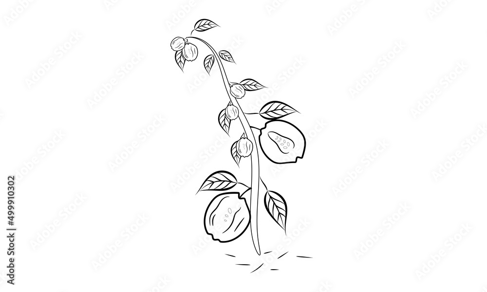 Naklejka premium Decorative Quince coloring page picture | fruit coloring page.