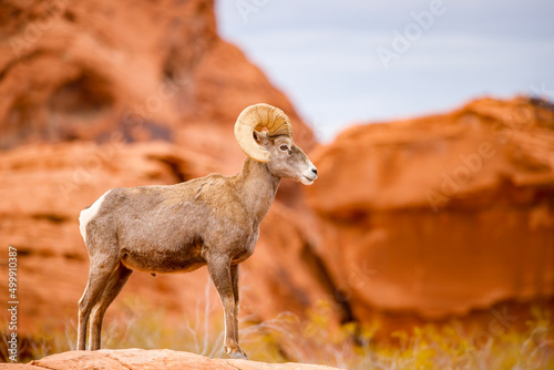 Bighorn sheep ram on red rock canyon
