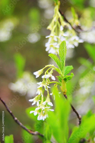 The osoberry or Oemleria cerasiformis is a white-flowering, white-flowered, North American native, spring-blooming tree. photo