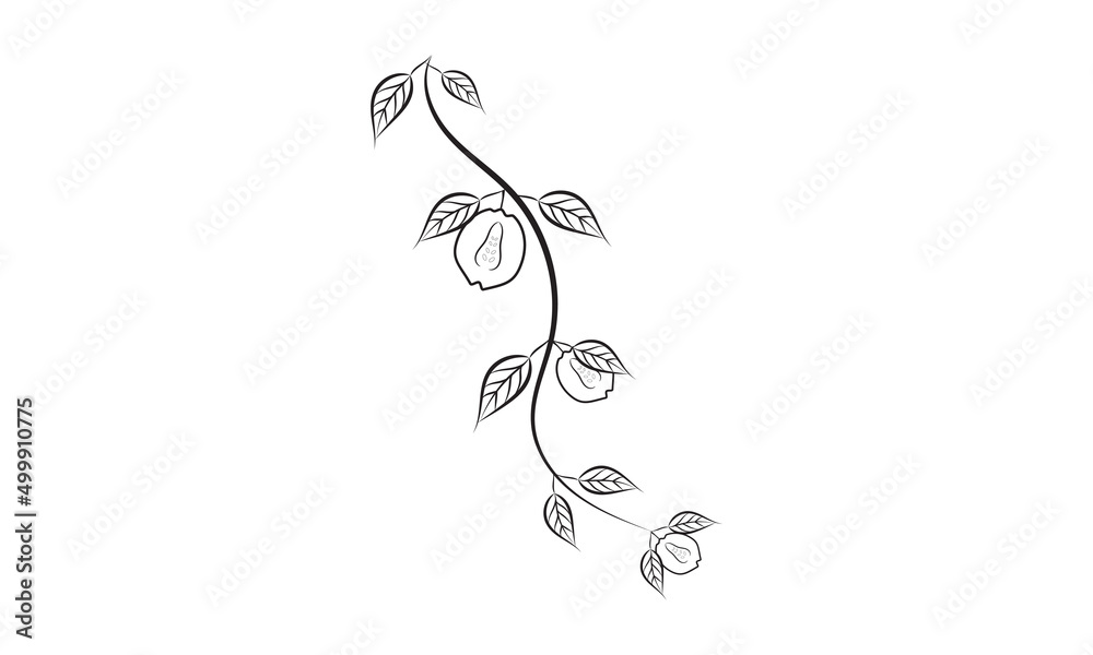 Black and white with line art on white backgrounds fruit Vector illustration.