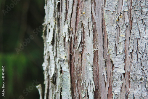 The light brown bark of a large tree in the taiga forest or pine forest, bark texture