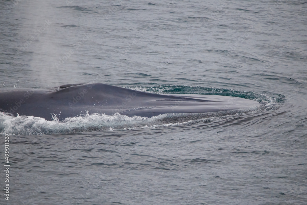 Fototapeta premium blue whale feeding in Arctic Ocean