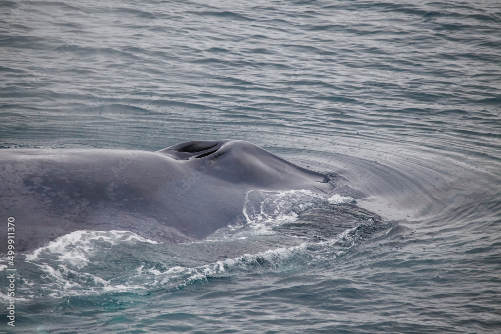 Fototapeta premium blue whale feeding in Arctic Ocean