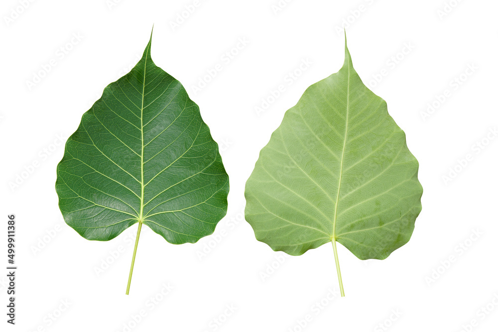 Bodhi leaves front and back on white background. Bodhi leaves front and back on white background.