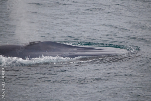 blue whale feeding in Arctic Ocean