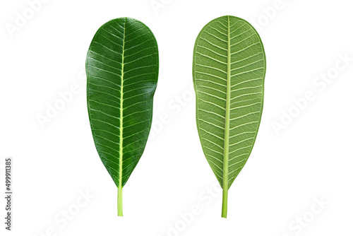 frangipani leaves front and back on white background
