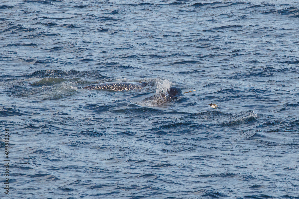 Fototapeta premium Narwal pod swimming in Arctic Ocean