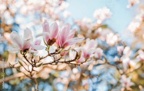 Branches of blossoming magnolia-trees in sun lights .Blossoming magnolia orchard in spring. Romantic mood. Magnolia flowers. Flowering time. Spring time