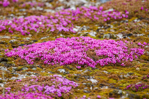 Arctic tundra flowers and rocks photo
