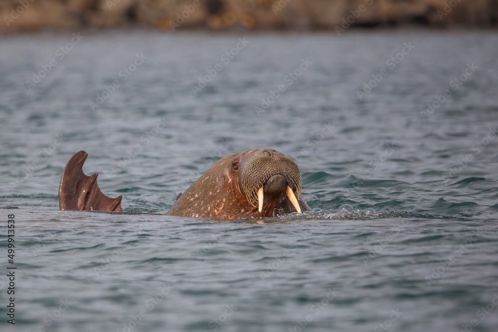 Fototapeta premium wild walrus swimming in the Arctic Ocean