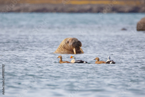 wild walrus swimming in the Arctic Ocean