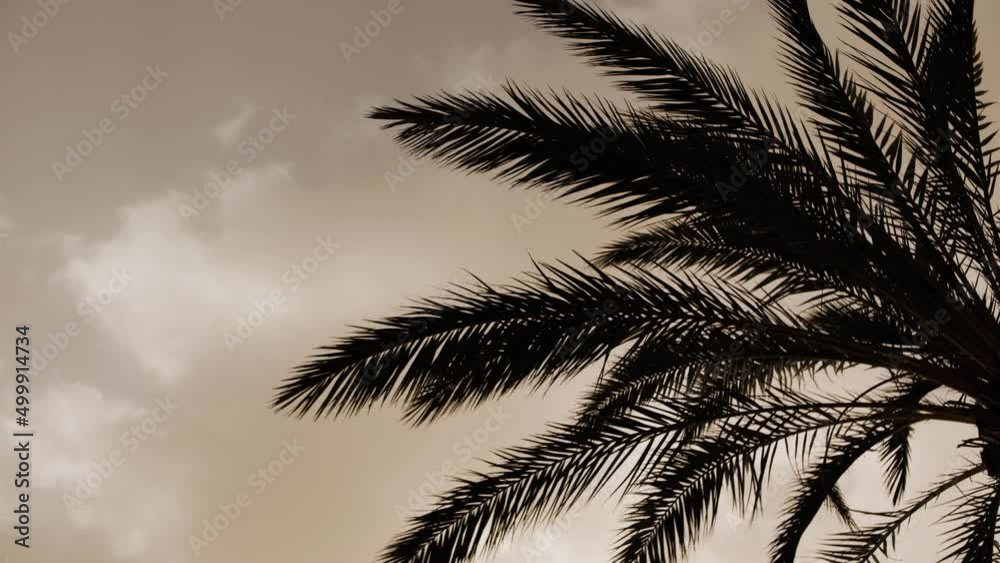 Close up shot of palm trees during sandstorm on the Canary Islands, Calima