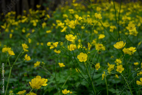  meadow buttercup