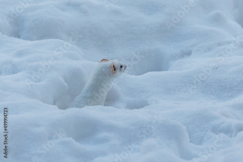 cute ermine in snow tunnels