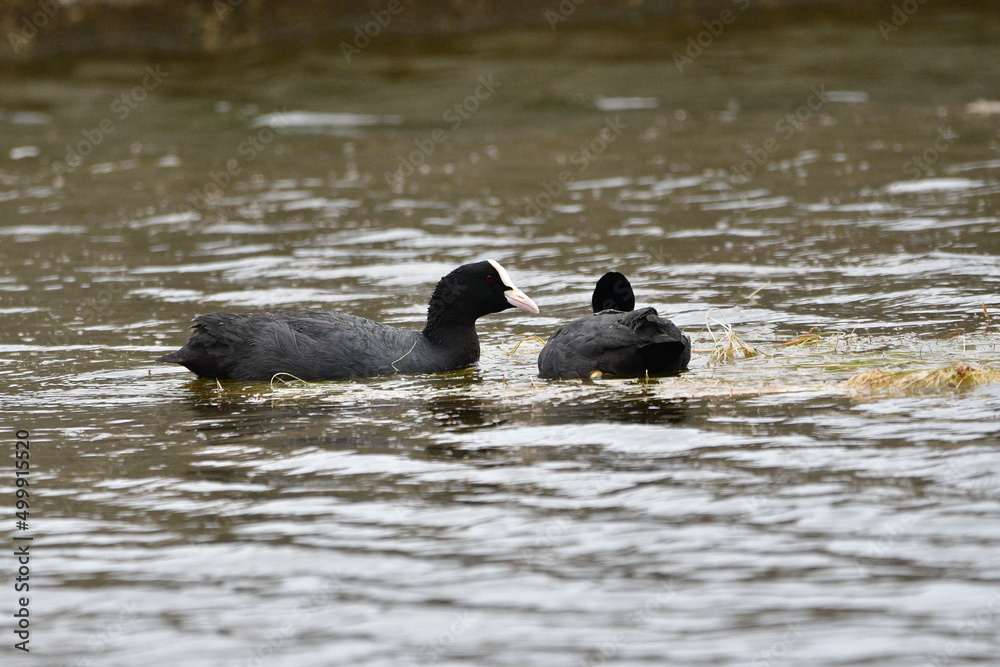 Fototapeta premium FOCHA COMÚN