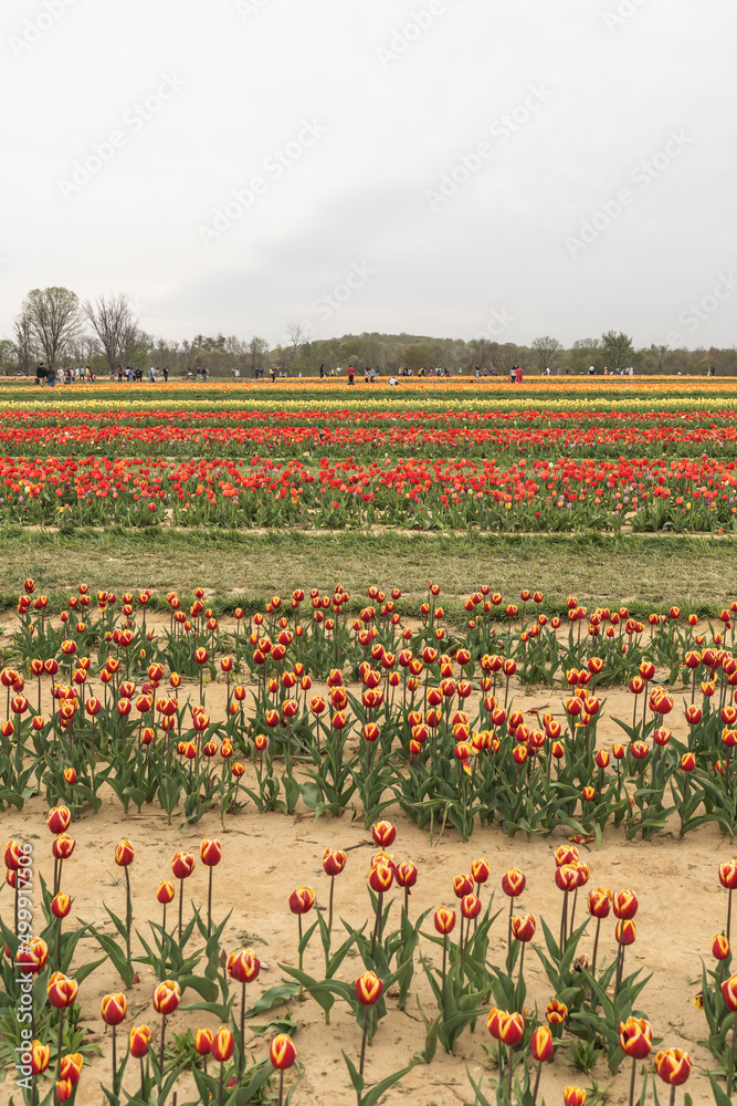Multiple rows of colorful tulip fields line the dirt road during the peak bloom. Tulips are a spring flower that blossom in April. 