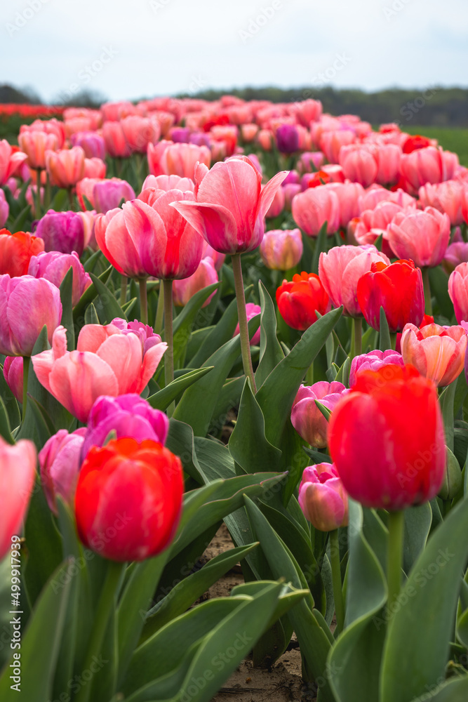 Multiple rows of red, pink, and purple shades of tulips line the dirt road during the peak bloom. Tulips are a spring flower that blossom in April. Multiple rows of red, pink, and purple shades of tulips line the dirt road during the peak bloom. Tulips are a spring flower that blossom in April.
