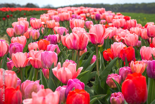 Multiple rows of red, pink, and purple shades of tulips line the dirt road during the peak bloom. Tulips are a spring flower that blossom in April.  photo