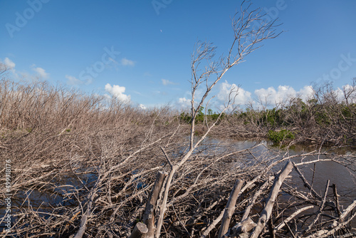 Long Key State Park in the Florida Keys, USA.