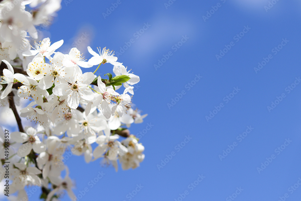 Blooming apple tree against the blue sky with copy space in springtime. Delicate flowers. Selective focus