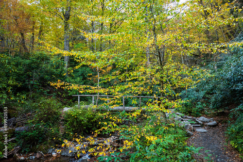 Wooden bridge in fall foliage in the Smoky Mountains, USA.