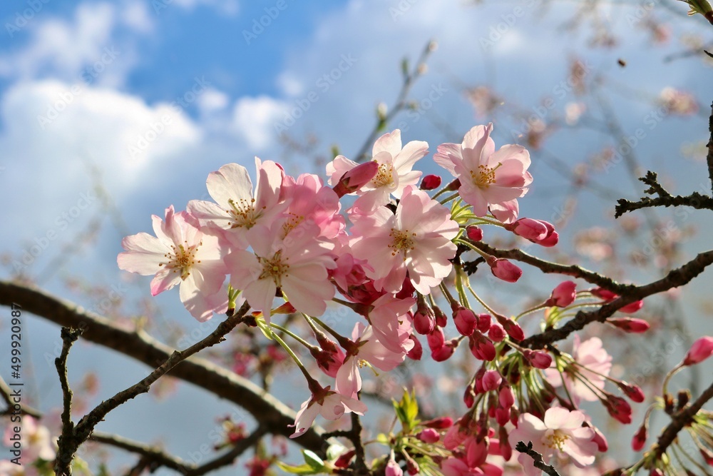 春の空に眩しく咲く桜の花　風景　生井公園