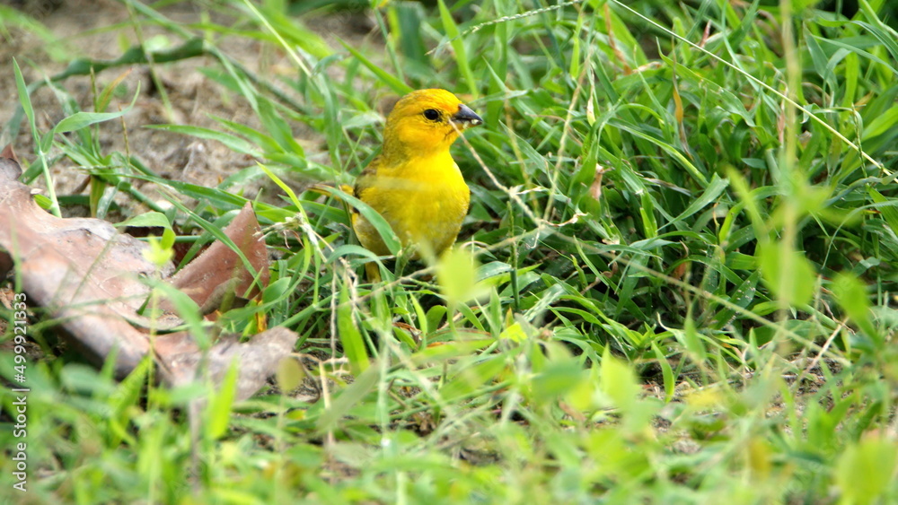 Saffron finch (Sicalis flaveola) in a park in Canoa, Ecuador Saffron finch (Sicalis flaveola) in a park in Canoa, Ecuador
