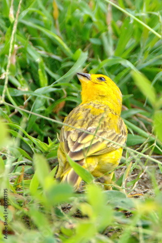 Saffron finch (Sicalis flaveola) in a park in Canoa, Ecuador