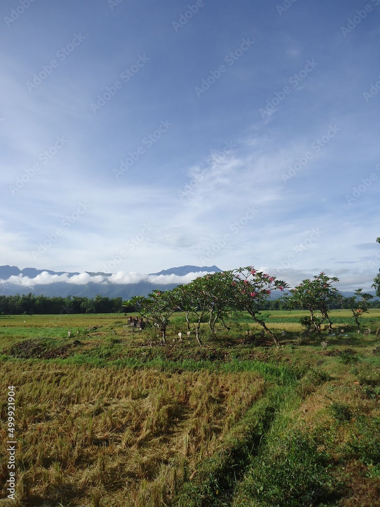 vineyard in the morning