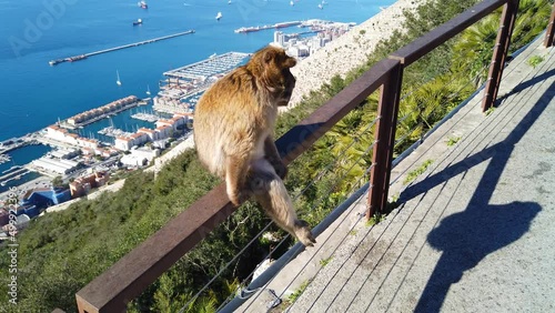 A Barbary ape on the rock of Gibraltar