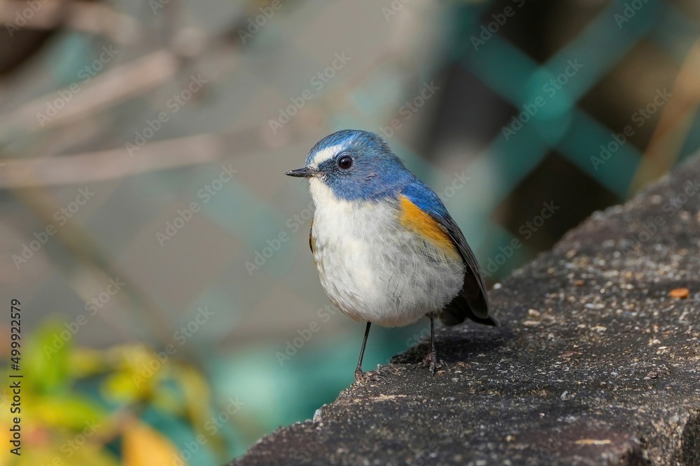 Fototapeta premium すまし顔でくつろぐルリビタキ オス