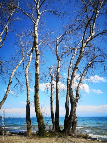 Fototapeta Naklejka Na Ścianę i Meble -  Spring in Toronto, Canada