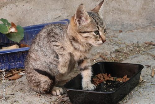 Hungry kitten watching the surroundings in Ano Poli neighborhood, Thessaloniki photo